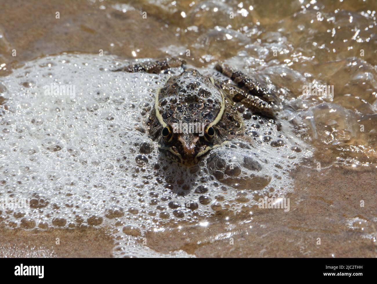 Pianura rana leopardo (Lithobates blairi) da Stafford County, Kansas, Stati Uniti. Foto Stock