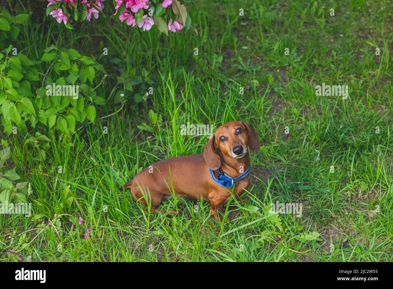 Ritratto di un cane carino, seduto su un prato verde estivo . Dachshund purredi. Concetto di obbedienza. Il dachshund rosso dai capelli corti sta su un prato Foto Stock
