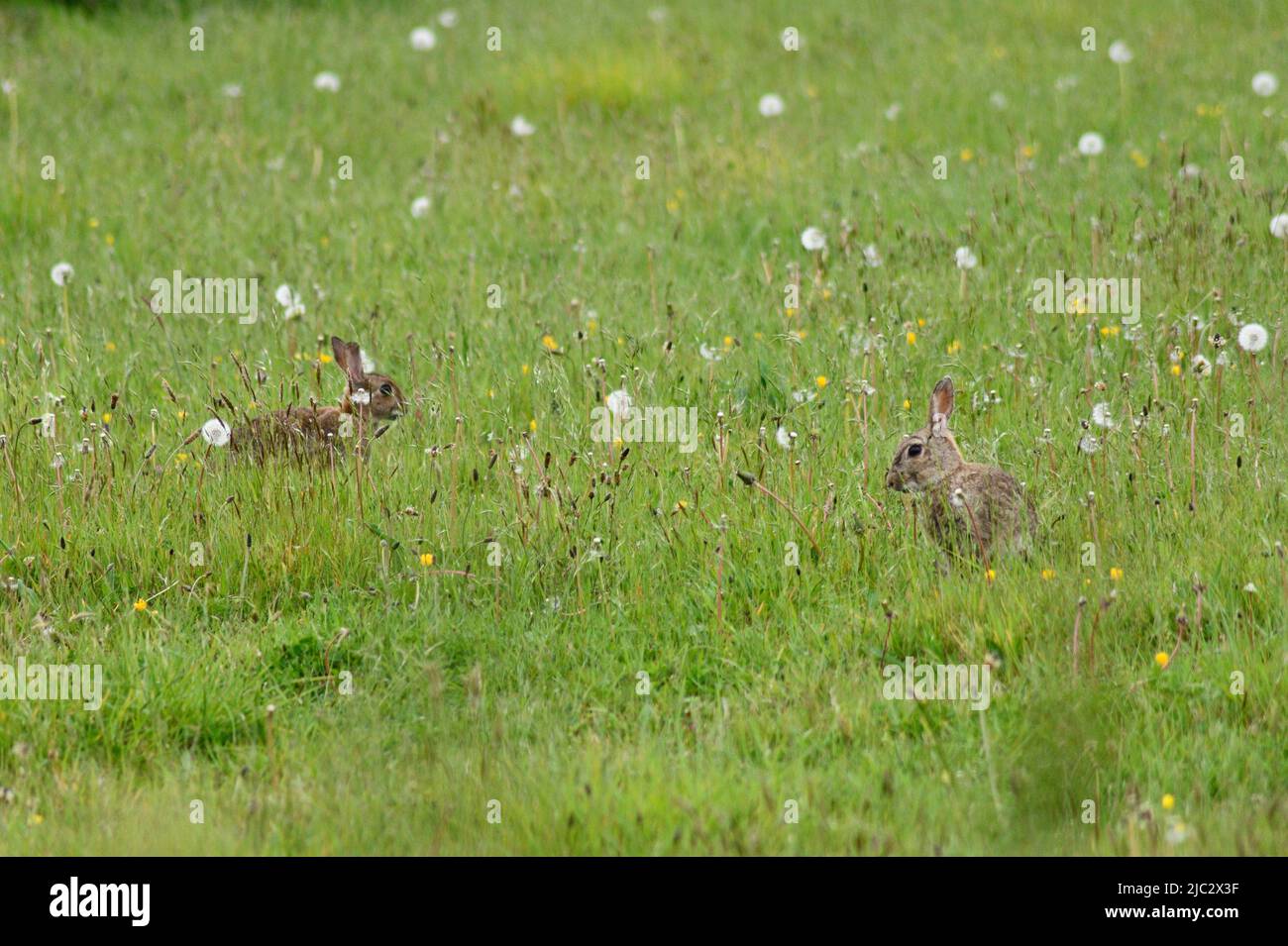Conigli selvatici (Oryctolagus cuniculus) in un prato selvatico Port Issac Cornovaglia Inghilterra regno unito Foto Stock