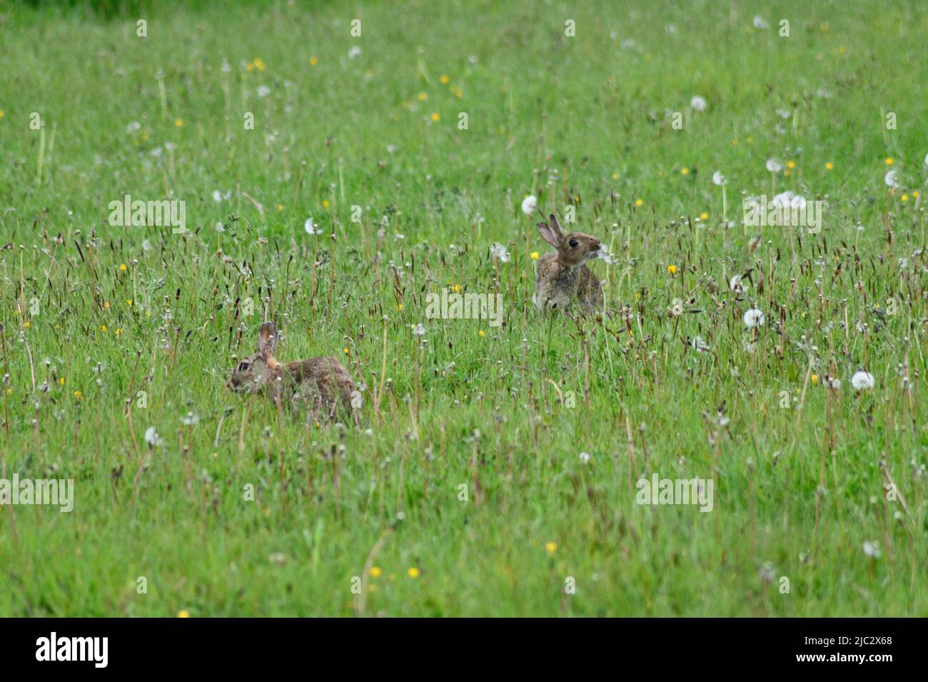 Conigli selvatici (Oryctolagus cuniculus) in un prato selvatico Port Issac Cornovaglia Inghilterra regno unito. Coniglio che mangia semi di dente di leone. Foto Stock