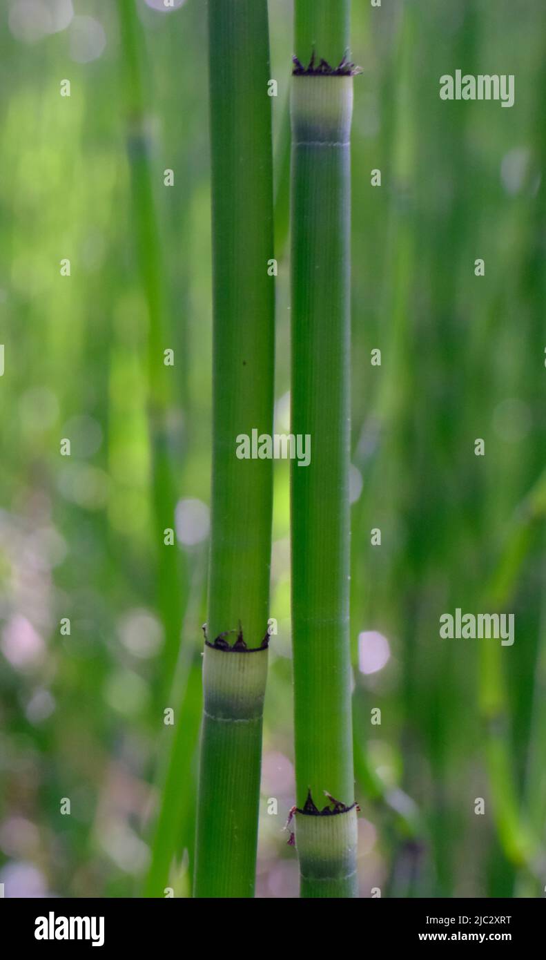 Penso che questo sia Equisetum giganteum. Ho girato questo in Louisiana. Conosciuto anche come Gant Horsetail, Boston Horsetail, ramificato Scouringrush, Southern Giant Foto Stock