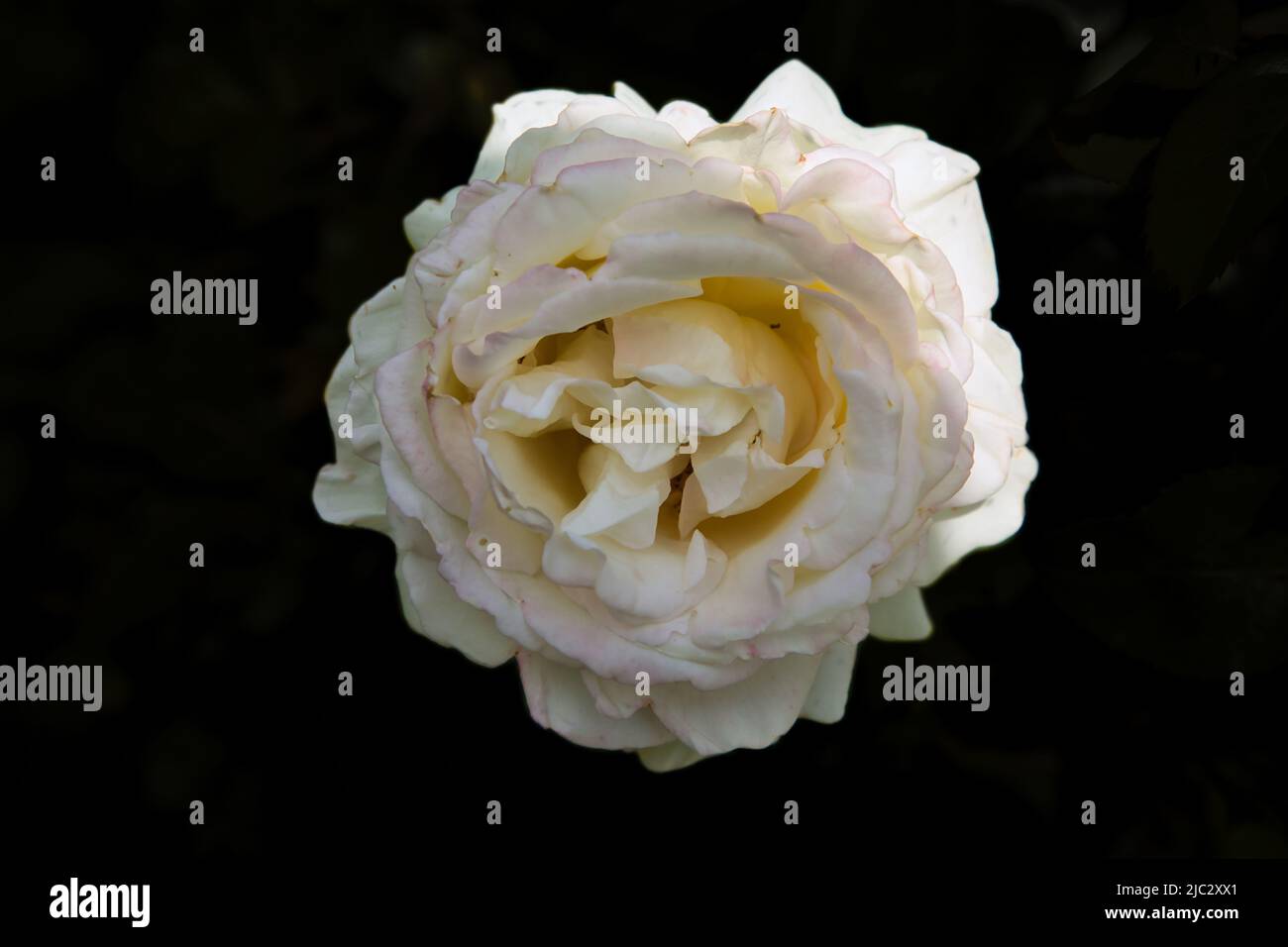 Weiße Rosa Foto Stock