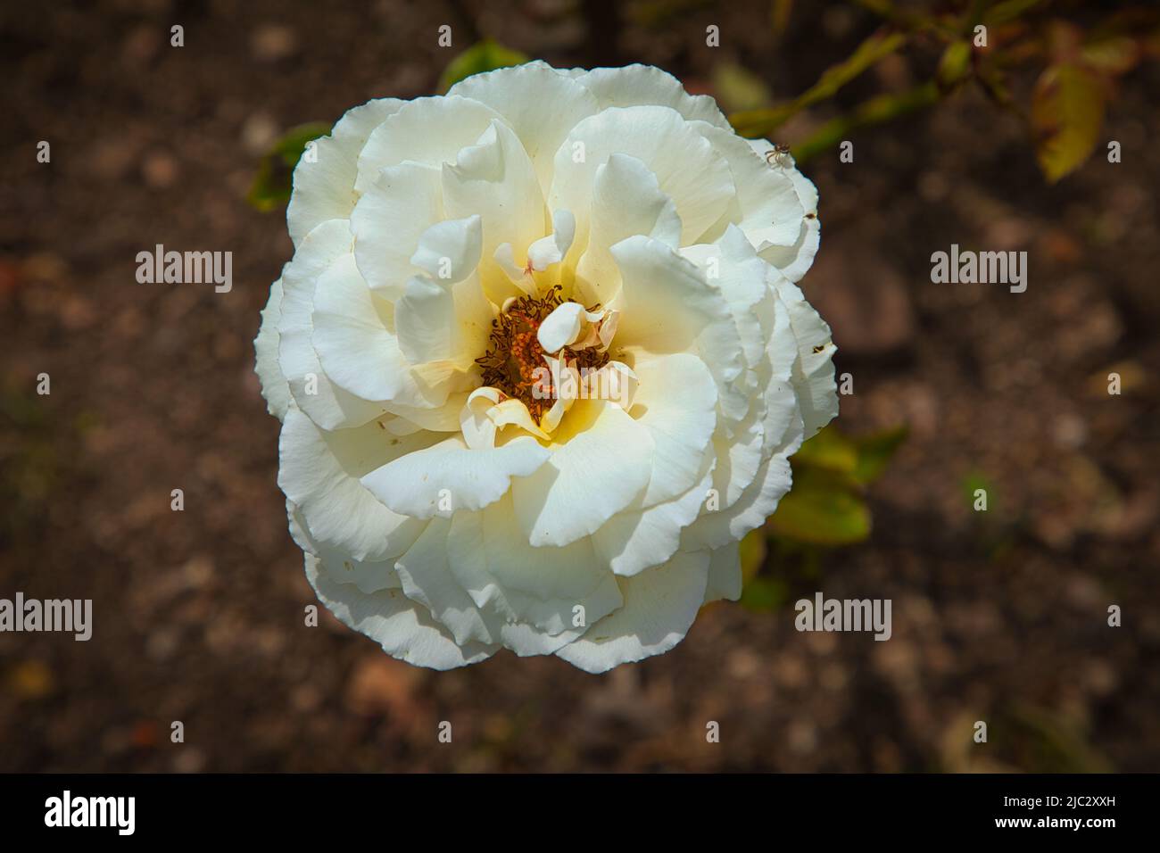 Weiße Rosa Foto Stock