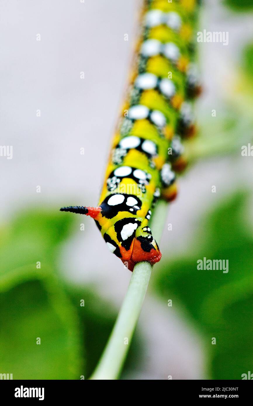 Bruco di hornworm di pomodoro. Foto Stock