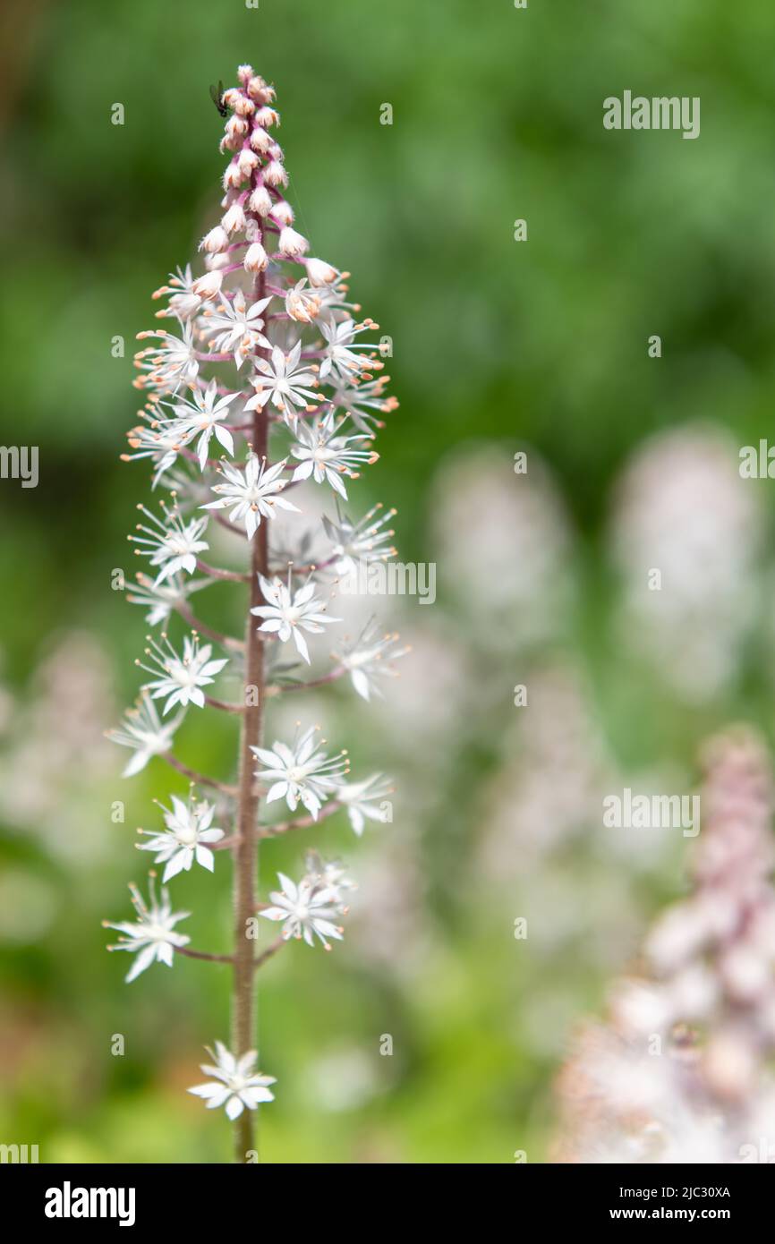 Primo piano di fiori di cuore (tiarella cordifolia) in fiore Foto Stock