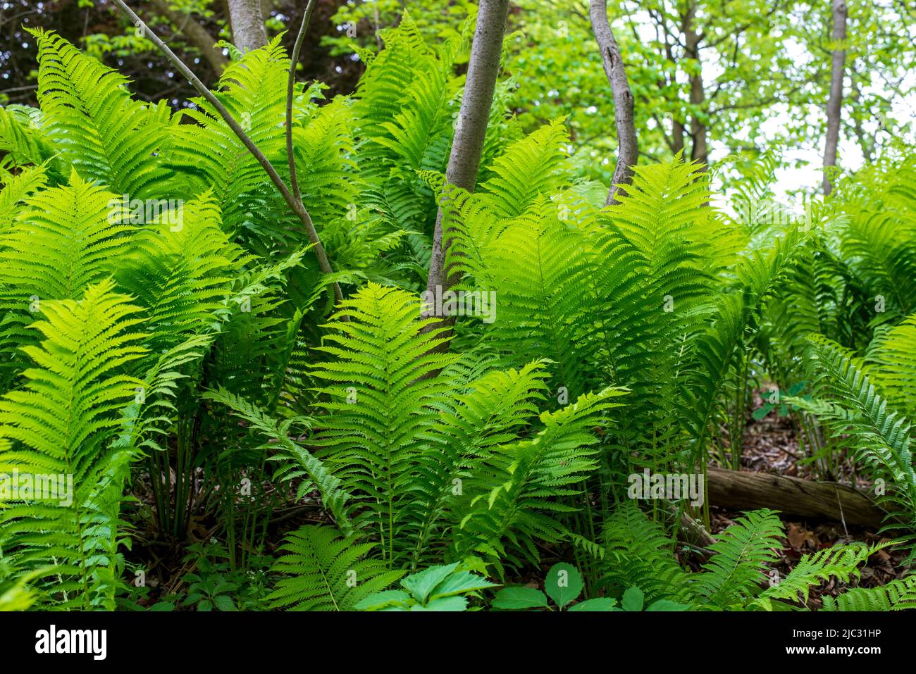 Paesaggio ritratto di belle felci verdi catturato in un ambiente forestale nella sobria. Foto Stock
