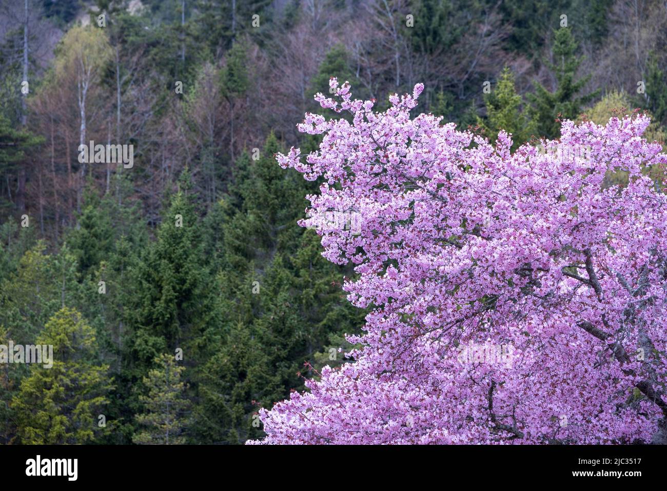 Vista delle fioritura primaverili contro il verde della foresta vicino a Kranzberg, Mittenwald, Baviera, Germania Foto Stock