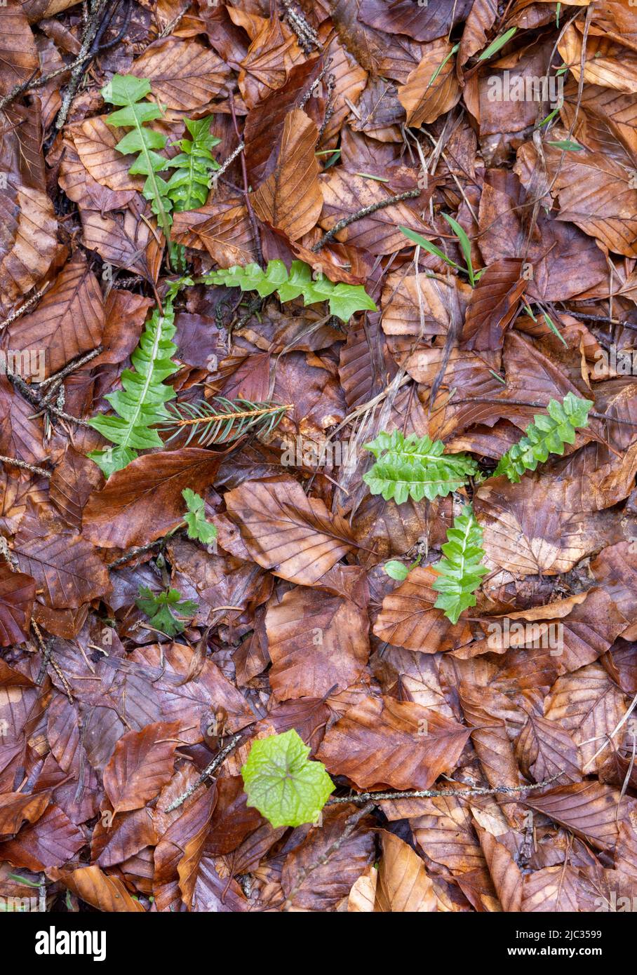 Foglie cadute e nuovi germogli a piedi foresta vicino Kranzberg, Mittenwald, Baviera, Germania Foto Stock