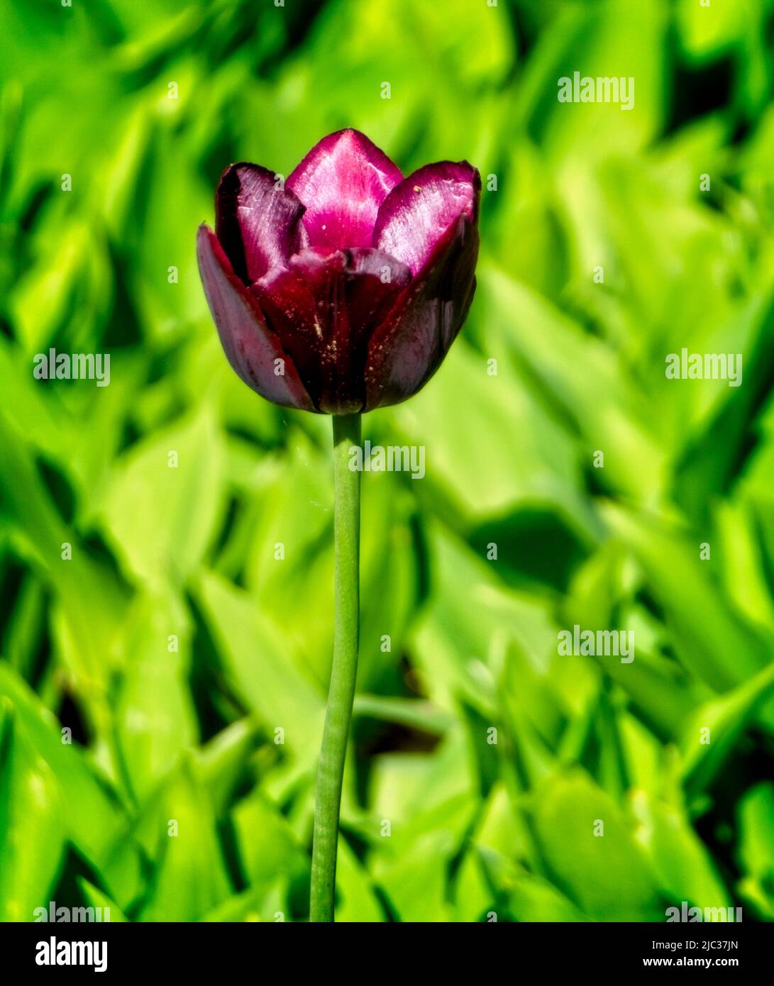 Tulip Riley Park Calgary, Alberta Foto Stock