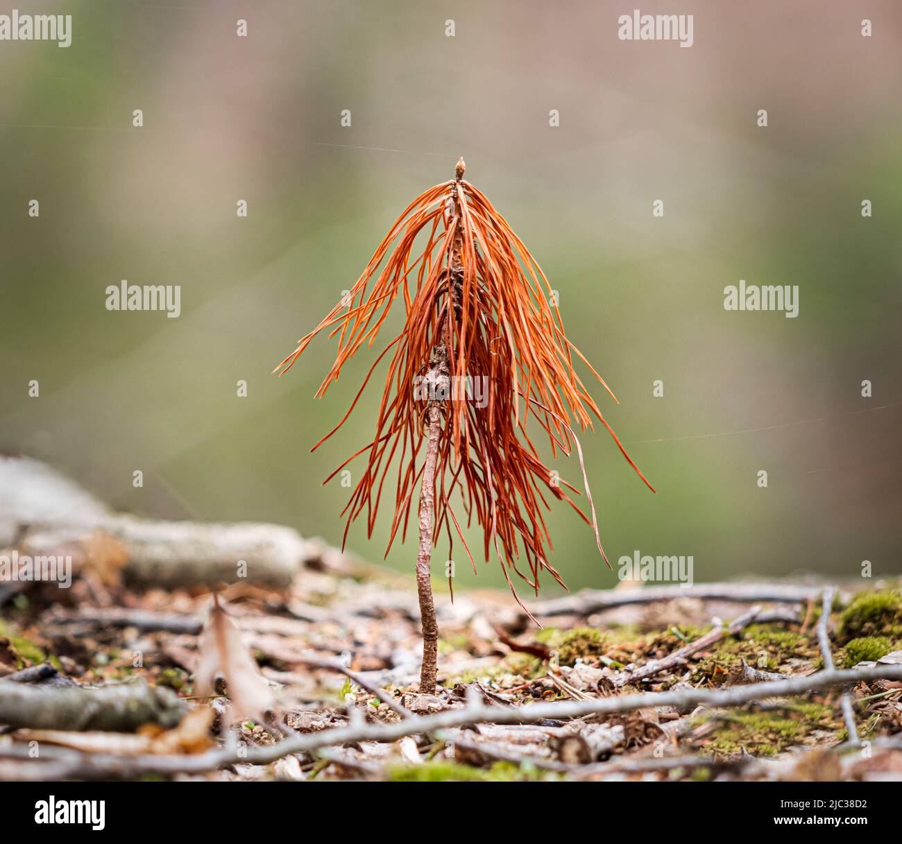 Un primo piano di un ramo orientale morto di pino bianco, pinus strobus, con aghi arancioni che sporgono dal suolo in autunno, inverno, Pennsylvania Foto Stock