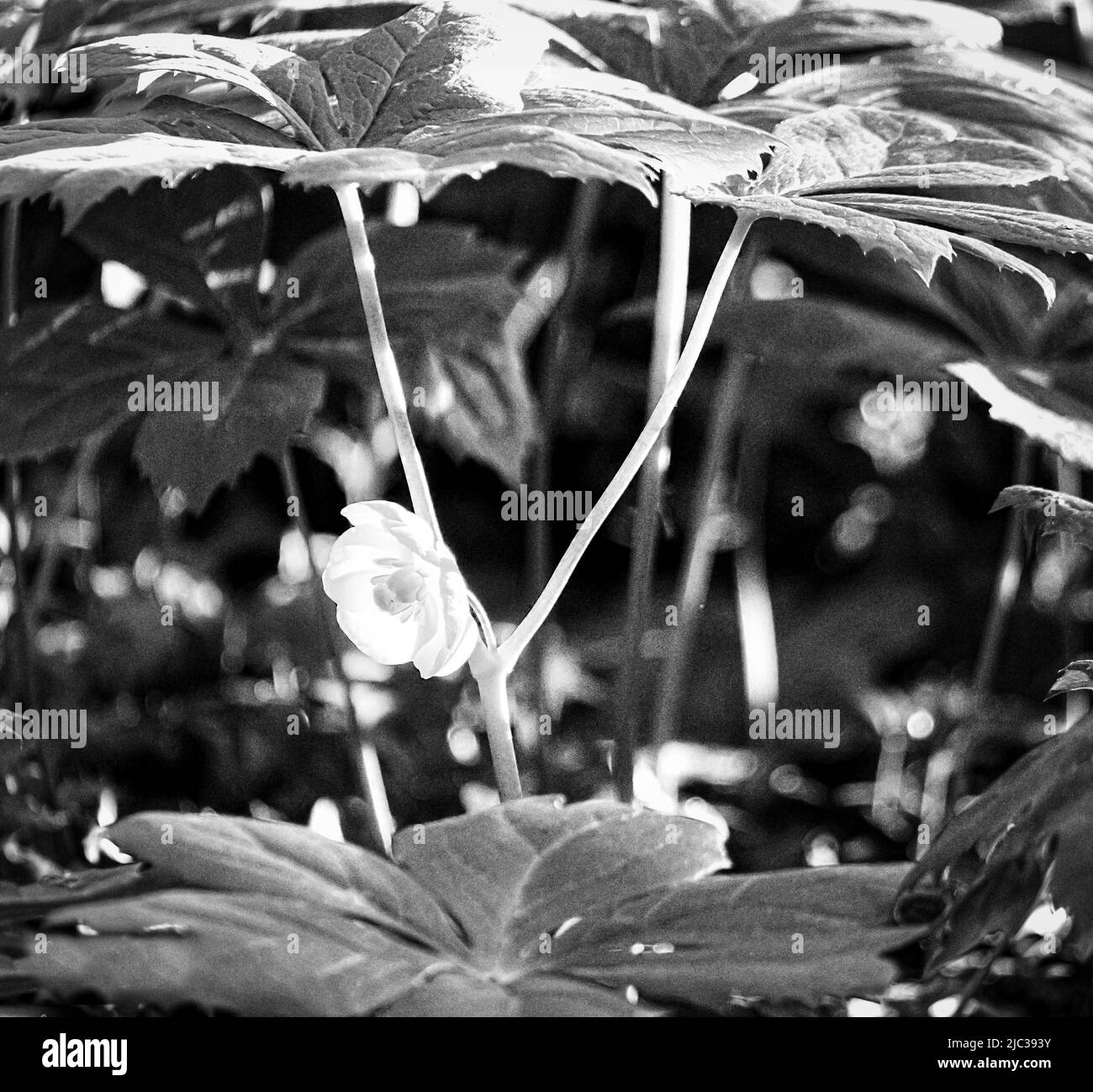 Un fiore bianco illuminato di Maymapple sotto due foglie di ombrello in bianco e nero in primavera, Lancaster, Pennsylvania Foto Stock