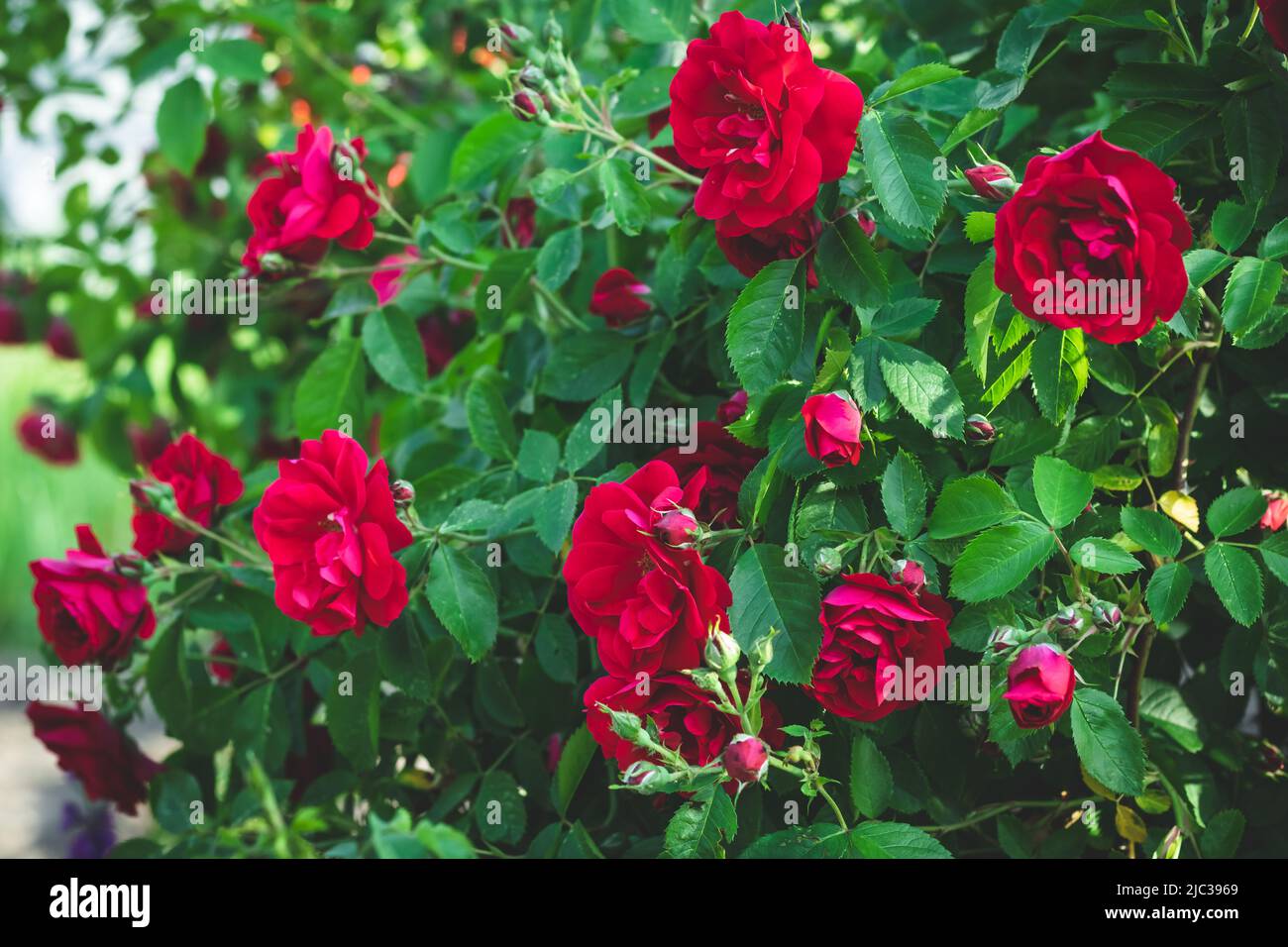 Rose rosse all'esterno sullo sfondo del verde, fuoco selettivo. Fiori cespuglio fioritura in giardino. Stagione estiva Foto Stock