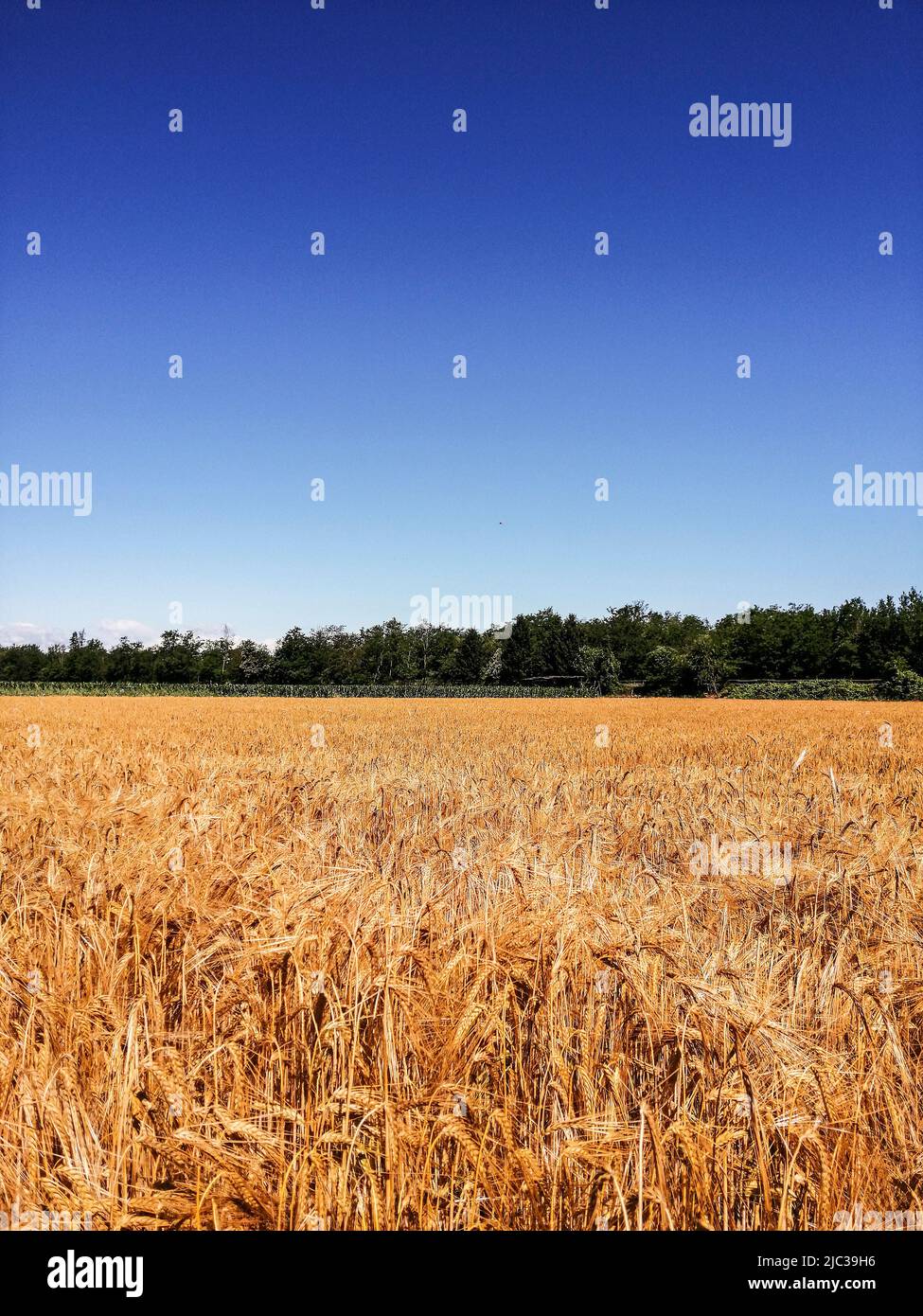 Italia, campo di grano Foto Stock