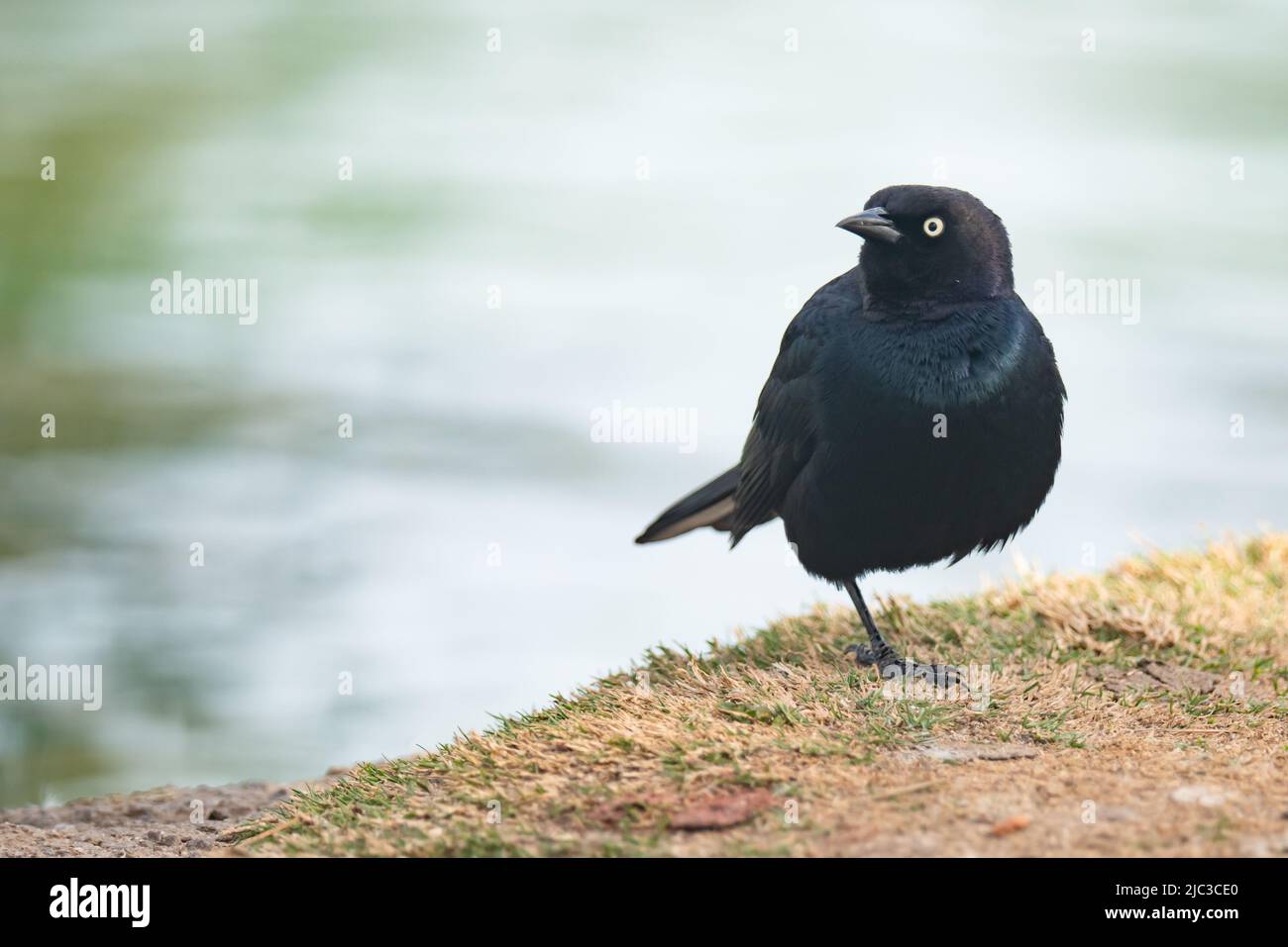 Uccello nero del birraio (Euphagus cyanocephalus) maschio, ritratto in primo piano di piccolo uccello nero seduto sulla spiaggia vicino al laghetto nel parco della città Foto Stock