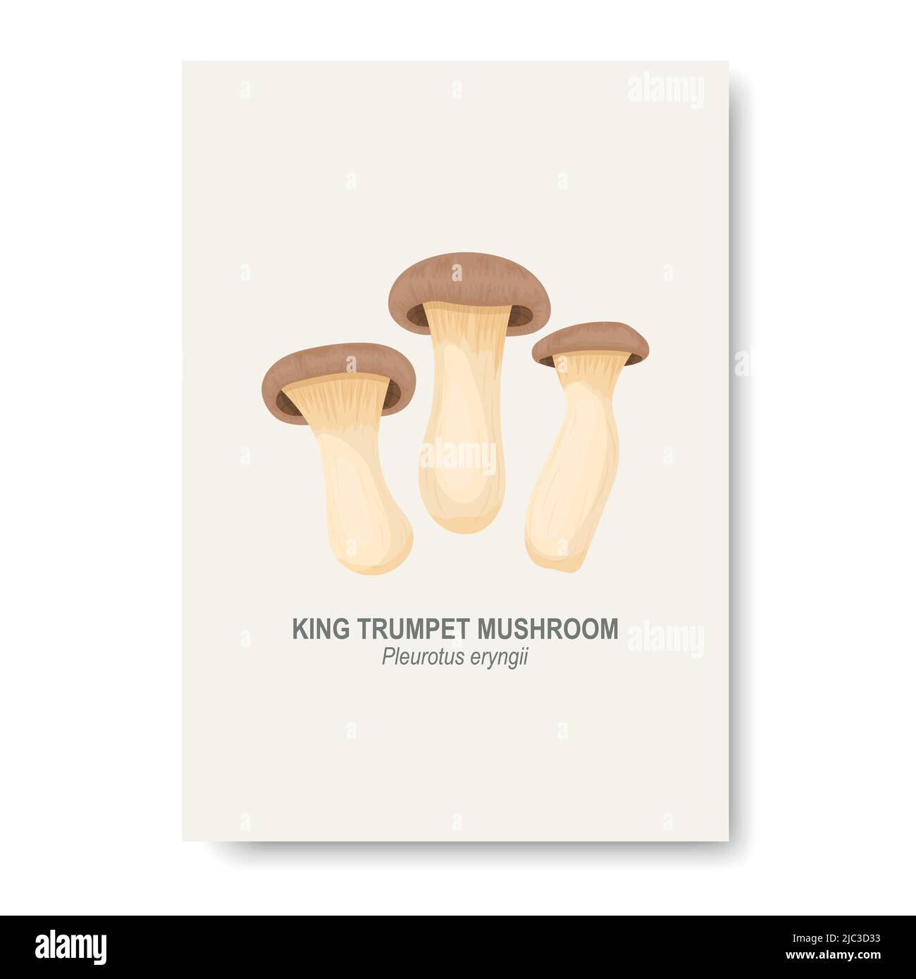 Vector King Trumpet Oyster funghi isolato su bianco. Tessera educativa con funghi cartoon King Trumpet Oyster disegnati a mano. Modello di progetto, clipart Illustrazione Vettoriale