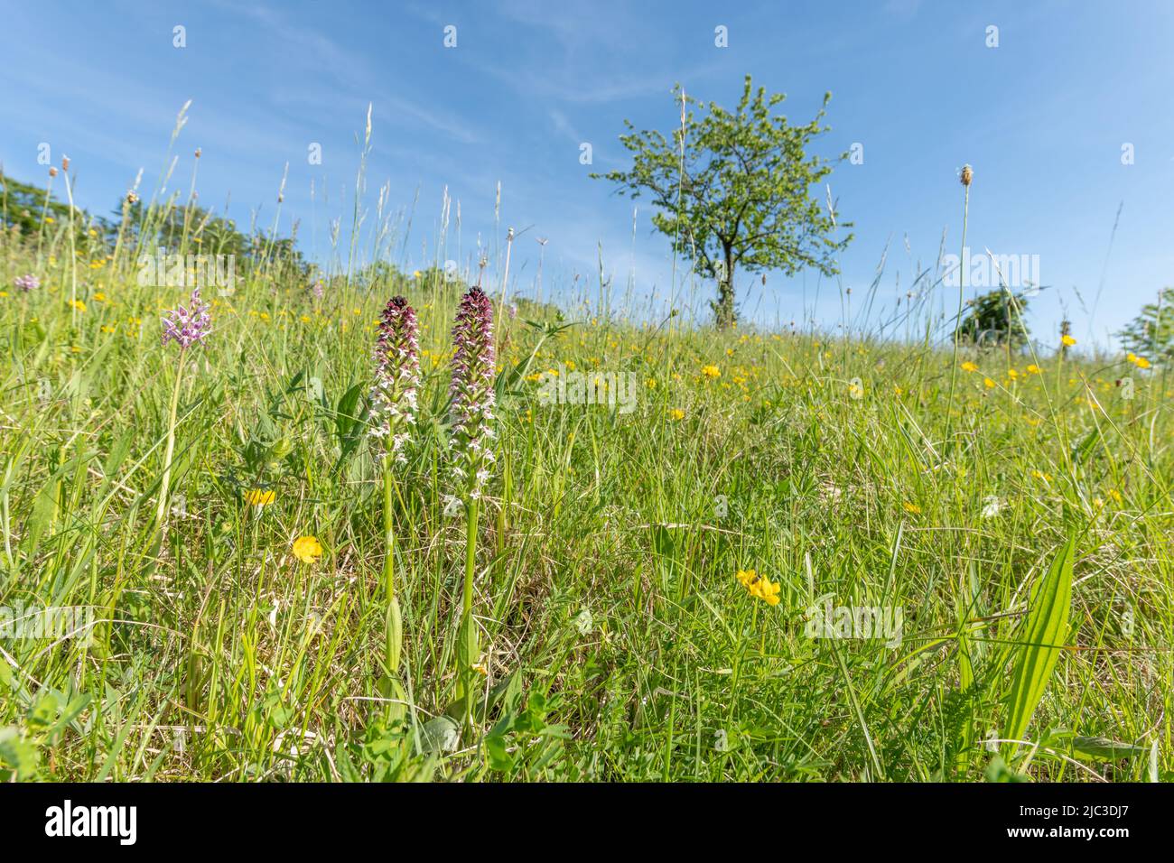 Orchide bruciate, orchide dalle ali scure (Neotinea ustulata) in prato protetto in primavera. Kaiserstuhl, Bade Wurtemberg, Germania. Foto Stock