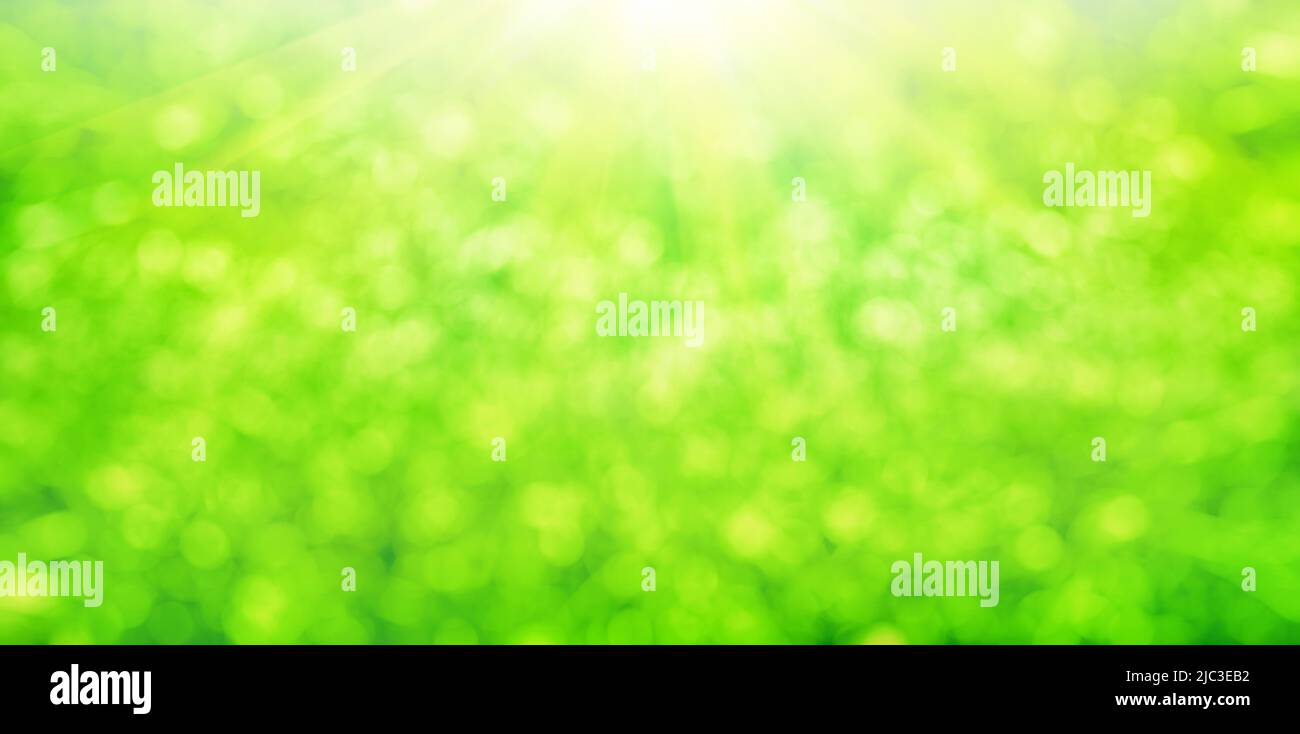 Il sole sul verde brillante lascia bokeh, fuoco morbido sfondo naturale Foto Stock