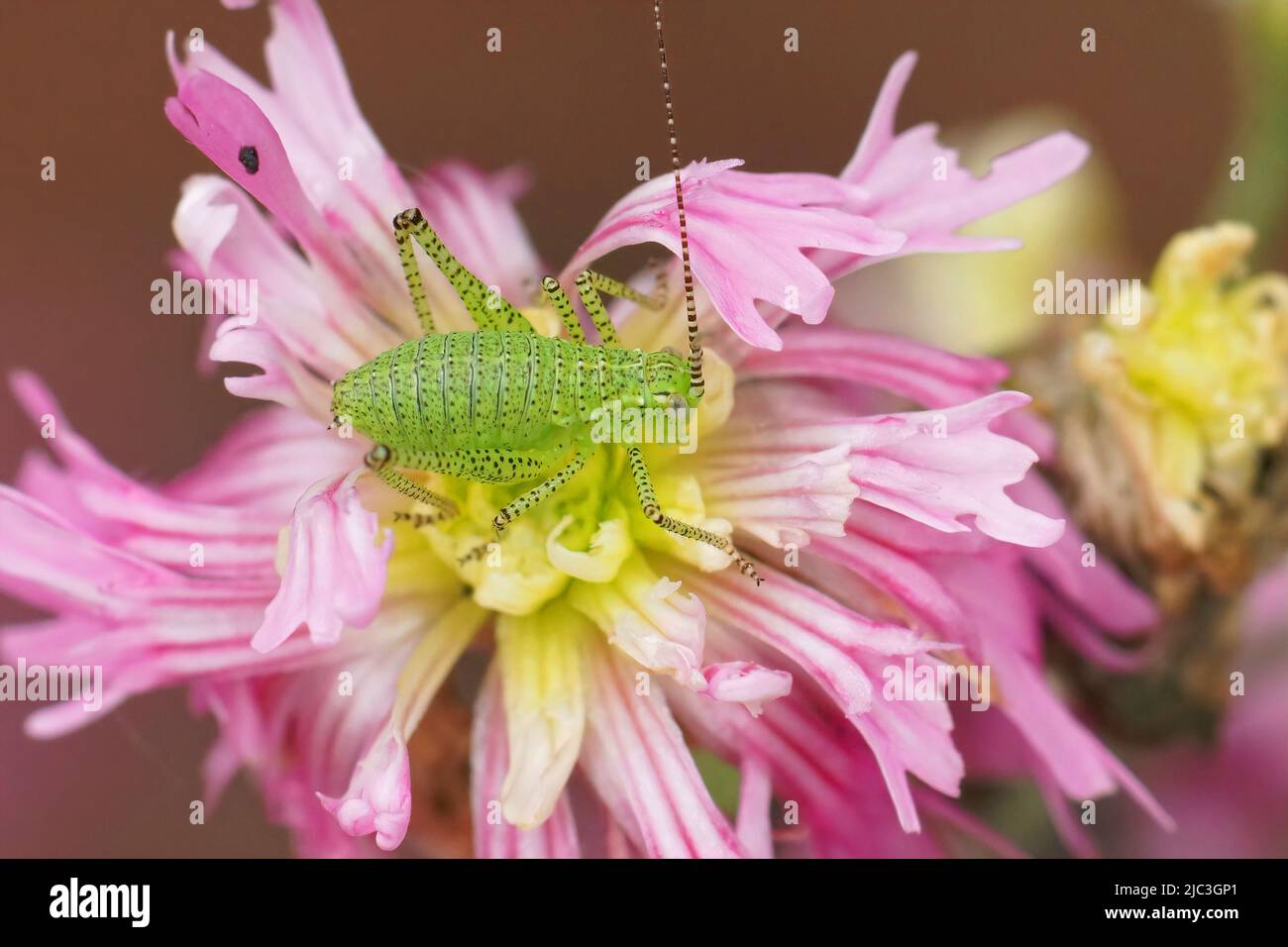 Closeup colorato su una ninfa del , bush-cricket puntato, Leptophyes puntatissima, seduto su un fiore di Lychnis rosa in giardino Foto Stock