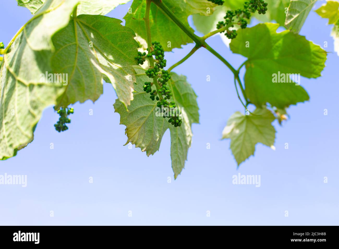 Foglie d'uva con fiocchi di giovani uve in fiore contro un cielo azzurro. Foto Stock