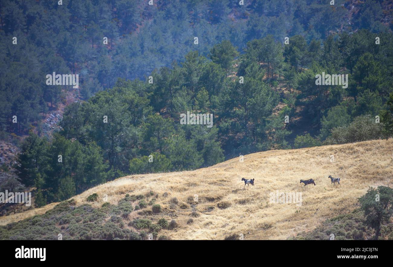 Paesaggio mediterraneo con bestiame libero roaming. Le capre nazionali attraversano pascolo erboso secco in Troodos montagne, Cipro Foto Stock