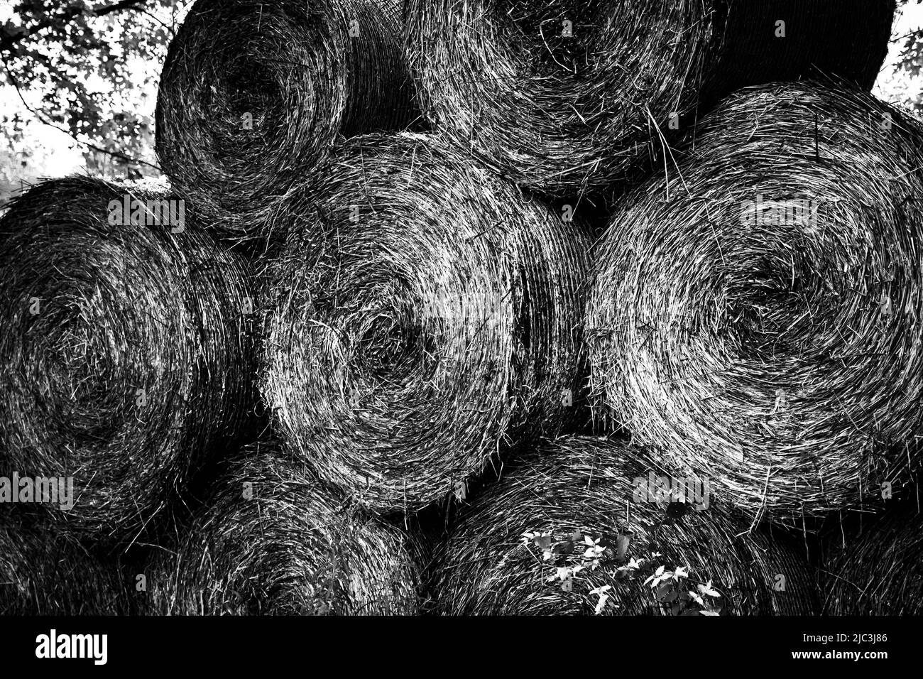 Immagini in bianco e nero di rotoli giganti di fieno accatastato raccolti in autunno a Lancaster County, Pennsylvania Foto Stock