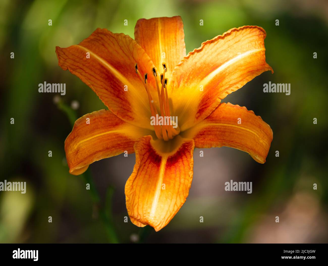 Un giglio di giorno d'arancia o tigre giglio, Lilium lancifolium, splendente in luce solare appled su uno sfondo verde sfocato, primavera, estate, Pennsylvania Foto Stock