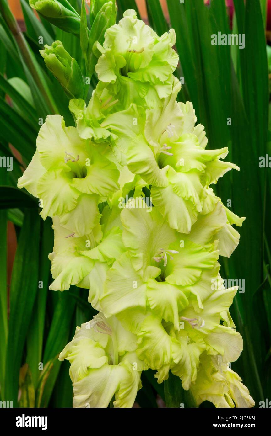 Primo piano di grandi fiori verdi di Gladiolus Stella verde su uno sfondo di foglie un estate fioritura cormo perenne che è mezzo hardy Foto Stock