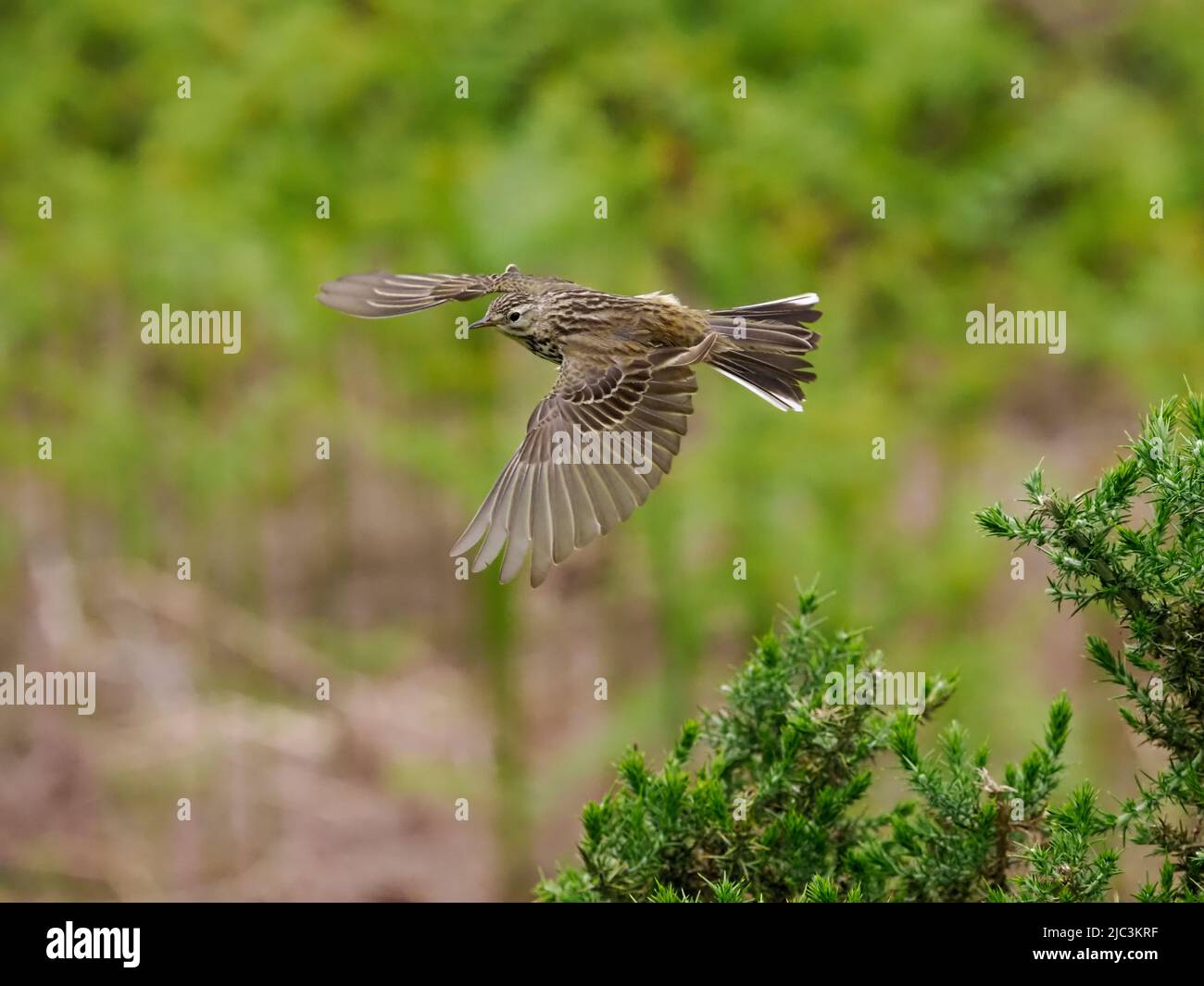Prato Pipit, Anthus pratensis, singolo uccello in volo, Galles, giugno 2022 Foto Stock