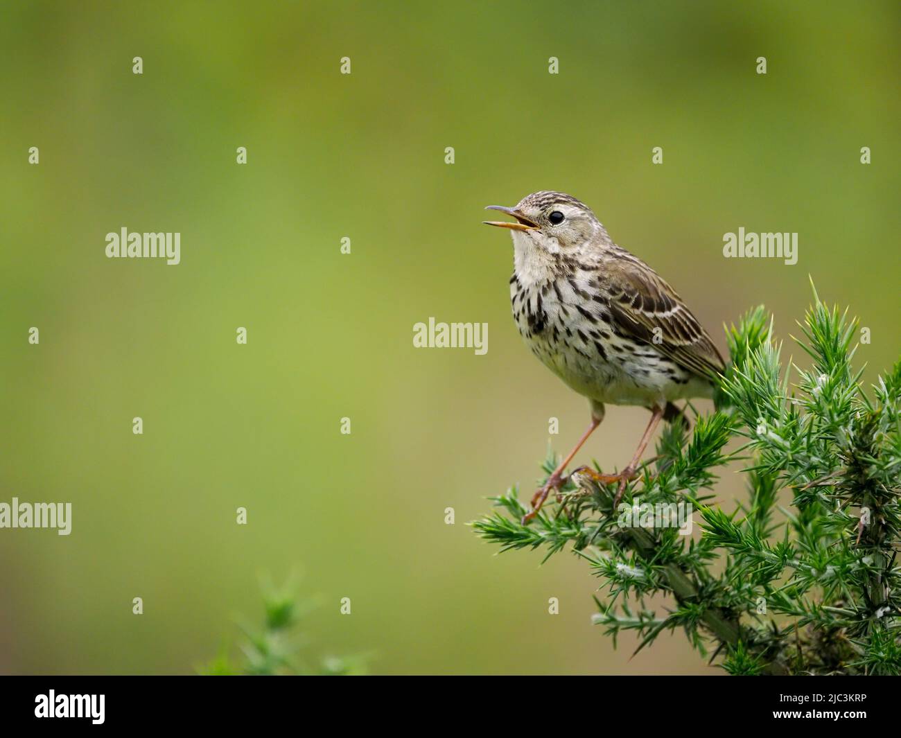 Prato Pipit, Anthus pratensis, uccello unico sul ramo, Galles, giugno 2022 Foto Stock
