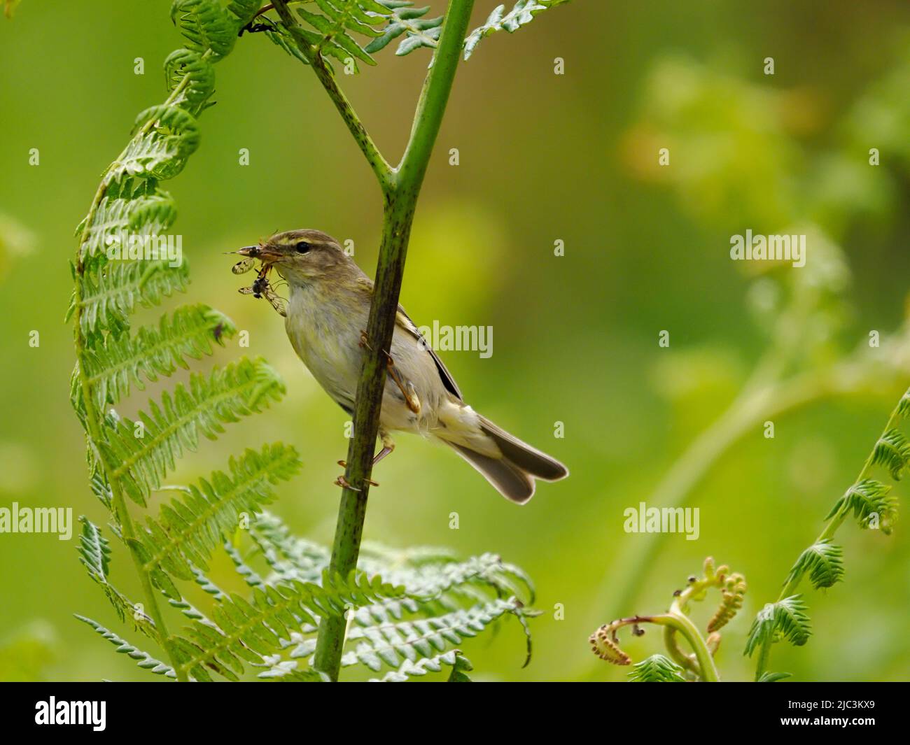 Willow Warbler, Phylloscopus trocillus, uccello unico sul ramo, Galles, giugno 2022 Foto Stock