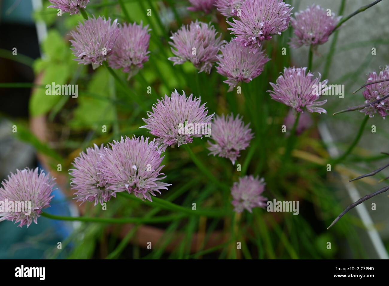 Erba cipollina in fiore da vicino Foto Stock