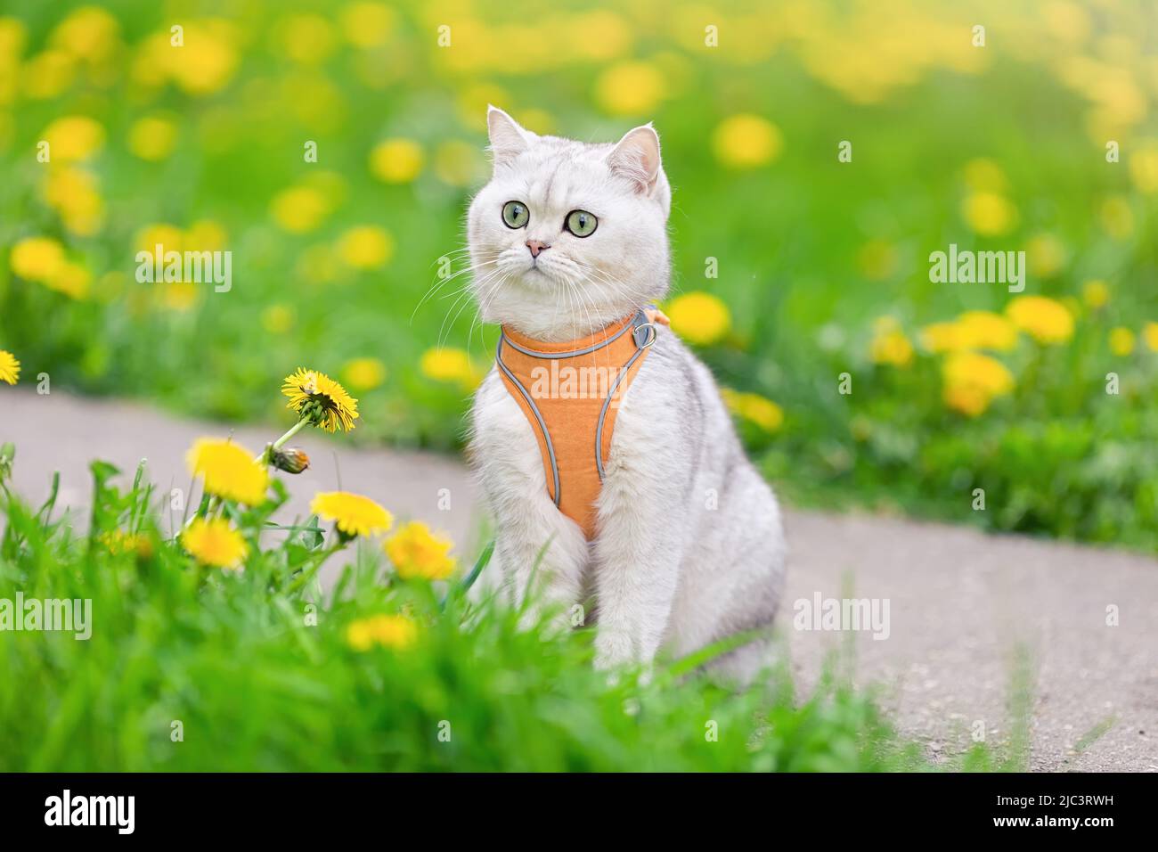 un adorabile gatto bianco si siede sull'erba con i dandelioni gialli, in primavera Foto Stock