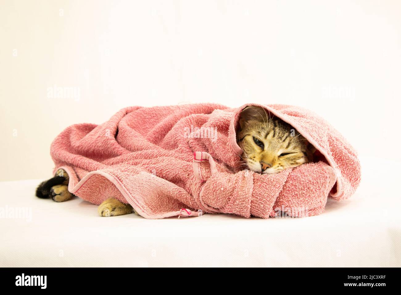 adorabile cucciolo avvolto in coperte rosa Foto Stock