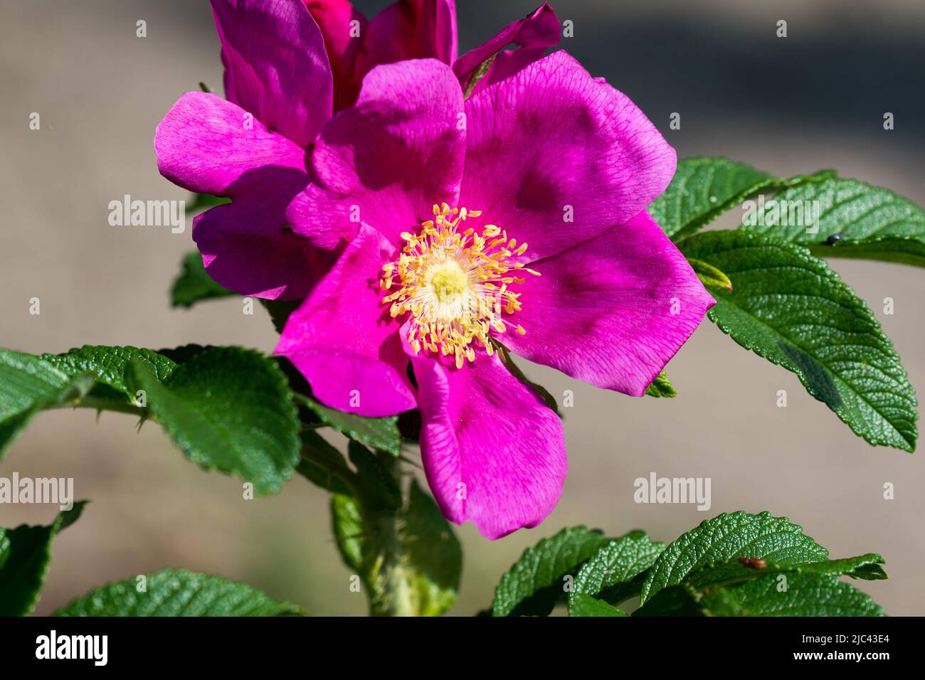 Rosa rugosa, giapponese rosa magenta fiore primo piano selettivo Foto Stock