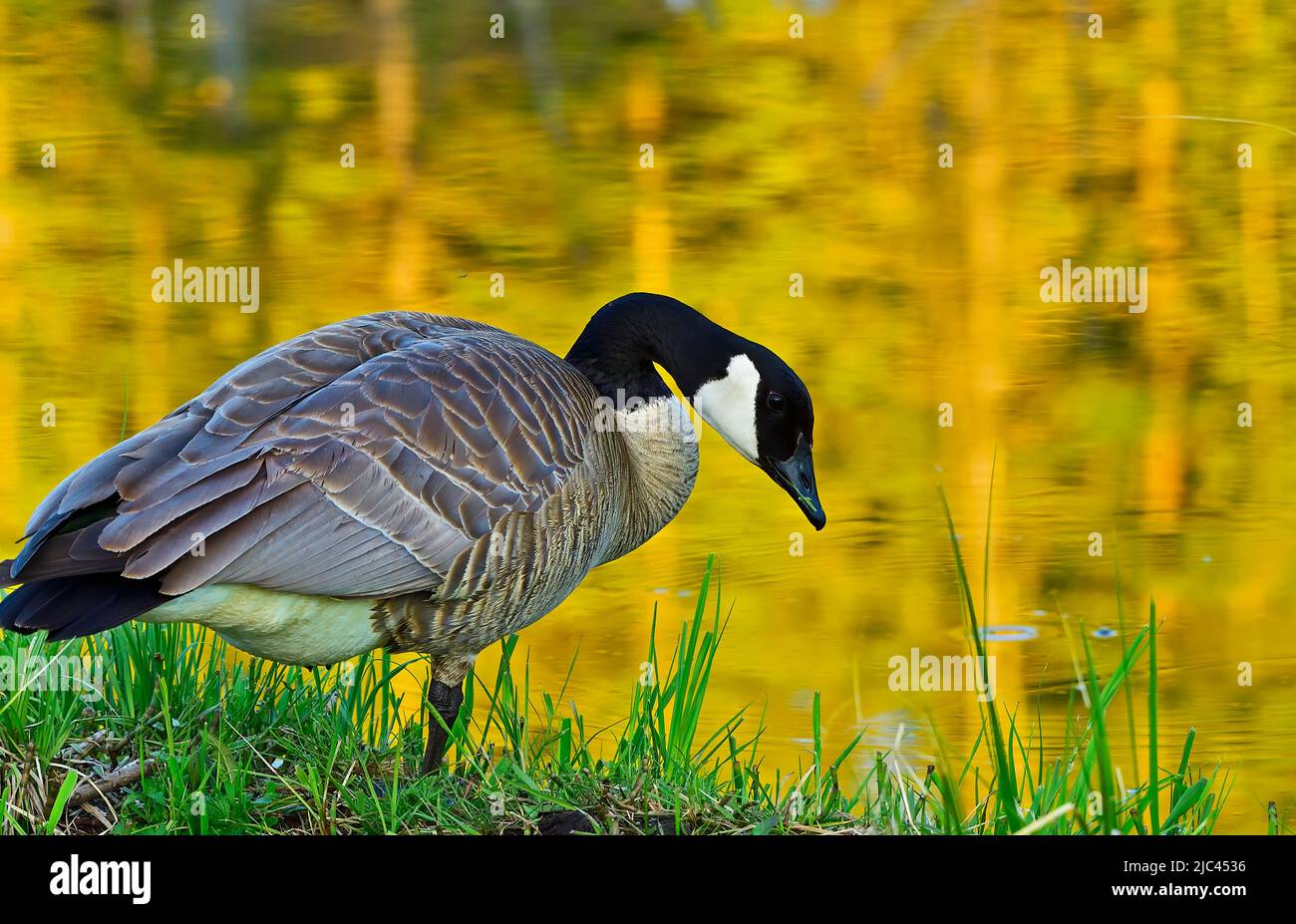 Un adulto selvaggio Canada Goose (Branta canadensis), foraging da solo la riva di un laghetto castoro nella campagna Alberta Canada Foto Stock