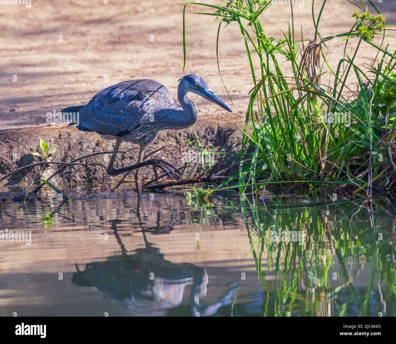 Sulle rive del lago di Peanut, nel Parco Regionale di Ernest E. Debs, Los Angeles, CA, sorge un Great Blue Heron (Ardea herodias). Foto Stock