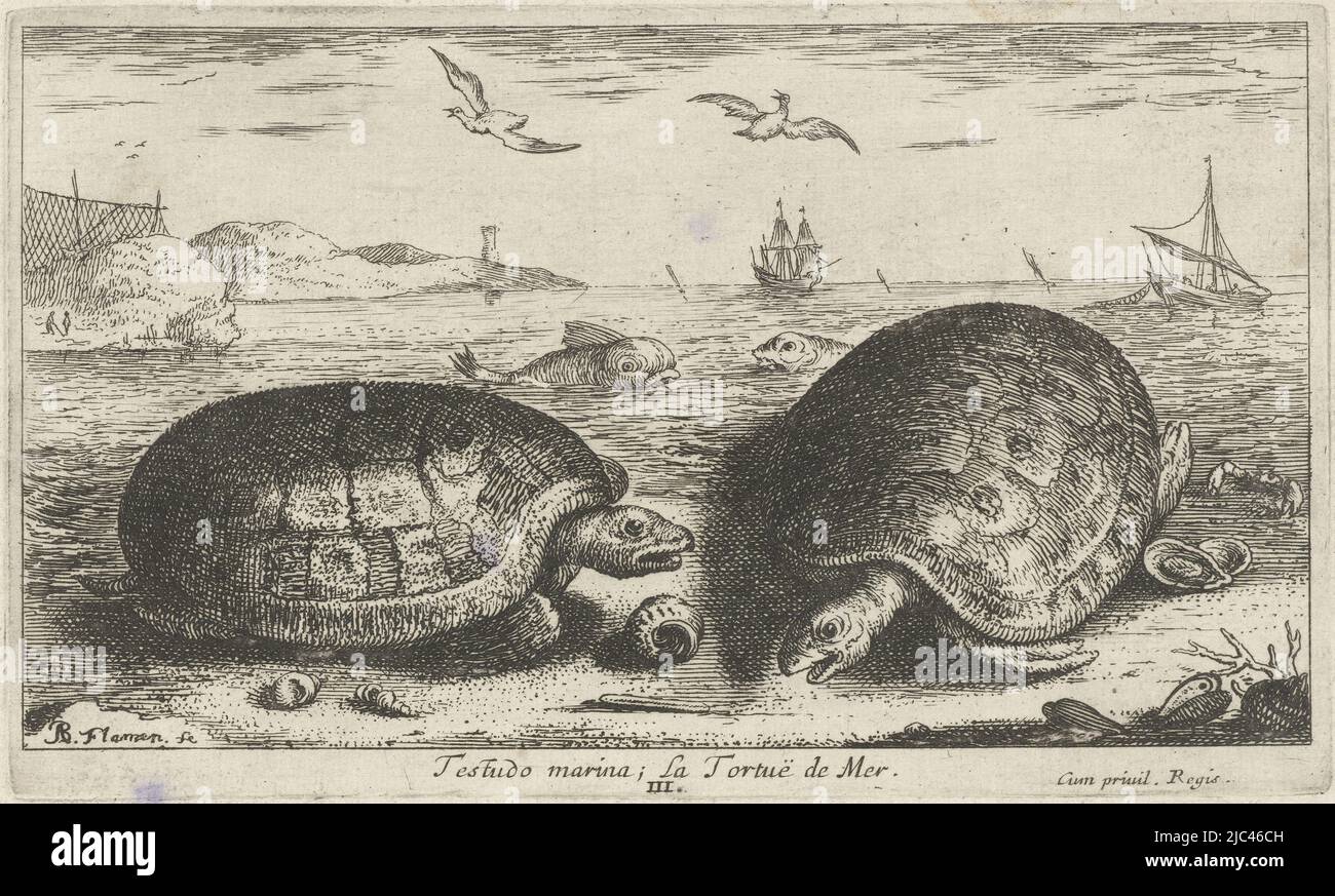 Due tartarughe sulla spiaggia Testudo marina, la Tortu de Mer (titolo sull'oggetto) Pesci e altri animali marini - acqua salata seconda serie (titolo della serie) Poissons de mer (titolo della serie), tipografia: Albert Flamen, (menzionato sull'oggetto), Albert Flamen, editore: Jacques van Merlen, tipografia: Parigi, Parigi, editore: Parigi, Francia, 1664, carta, incisione, h 104 mm x l 173 mm Foto Stock