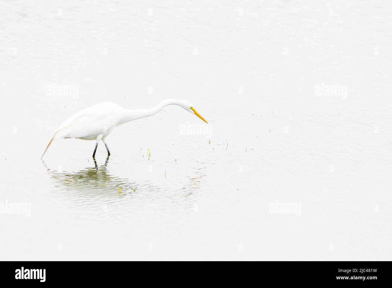 Grande Egret in attesa di preda in acqua Foto Stock