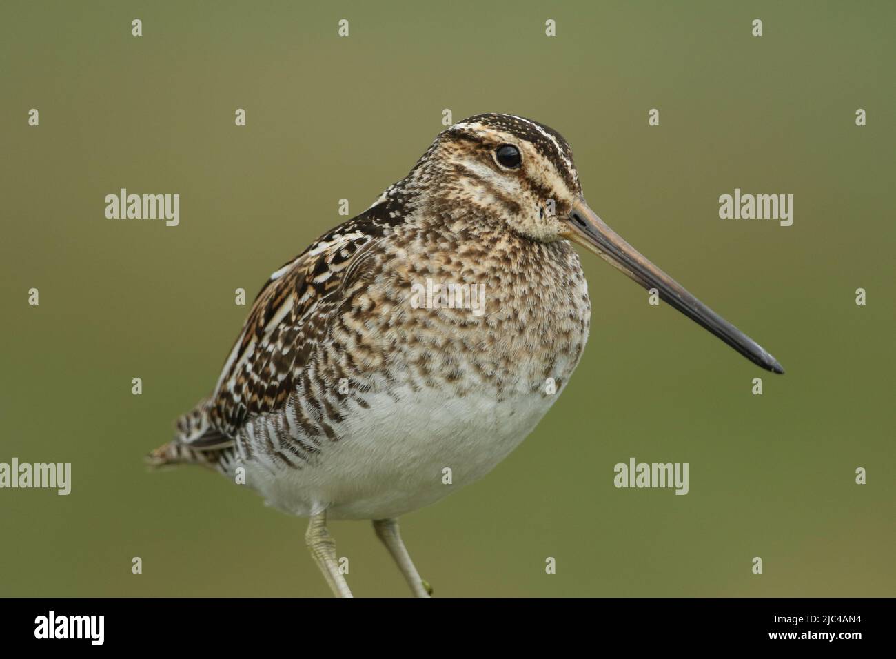 Un colpo di testa di una magnifica Snipe, Gallinago gallinago, nelle brughiere di Durham, Regno Unito. Foto Stock