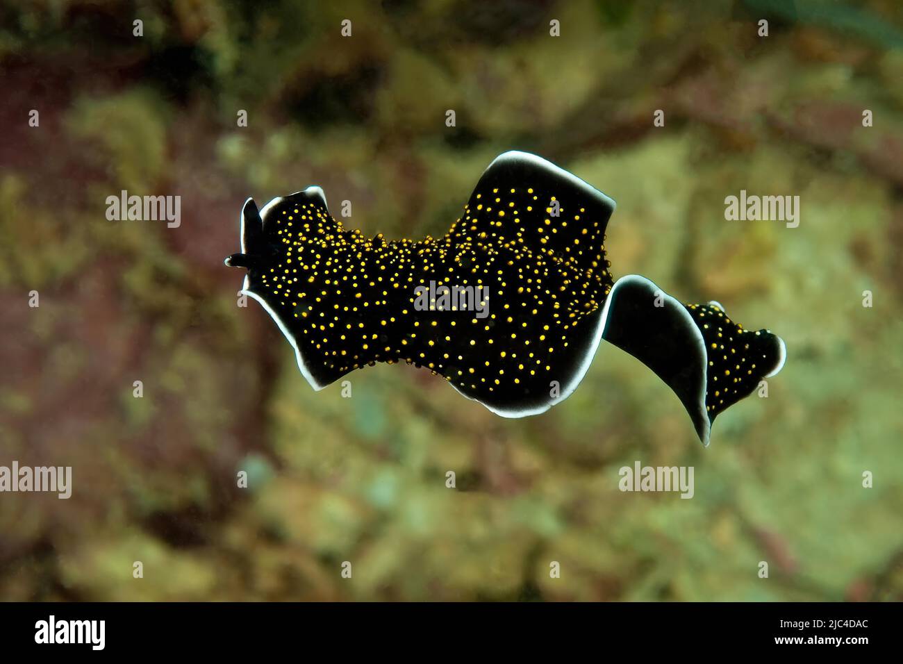 Free-nuoto warty flatworm dorato, stellato cielo flatworm (Thysanzoon nigropapilosus), Oceano Pacifico, Isole Caroline, Yap, Micronesia Foto Stock