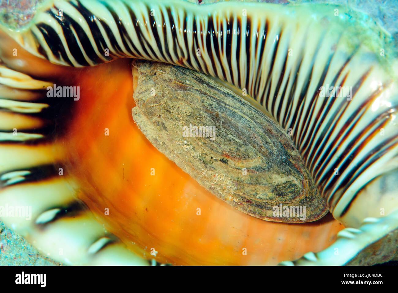 Piede della tromba del tritone (Charonia tritonis), corno del triton, Oceano Pacifico, Isole Caroline, Yap, Micronesia Foto Stock