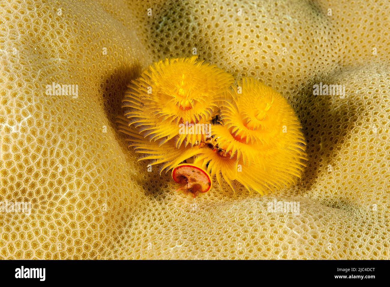 Il verme giallo dell'albero di Natale (Spirobranchus giganteus) vive in corallo di pietra di piccole dimensioni (Acroporidae), Oceano Pacifico, Isole Caroline, Yap Foto Stock