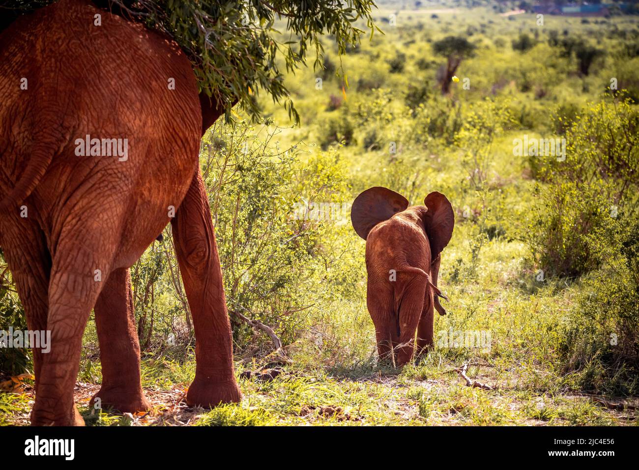 Elefante africano (Loxodonta africana) con bambino che corre via, mammiferi, primo piano nel Parco Nazionale Tsavo Est, Kenya, Africa Orientale Foto Stock