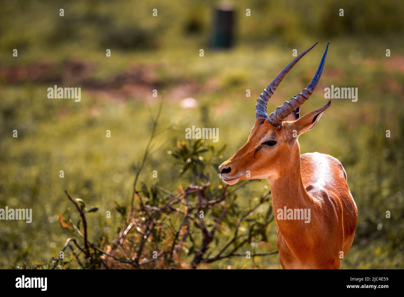 Impala (aepyceros) melampus, nel bush del Parco Nazionale Tsavo, Kenya Foto Stock