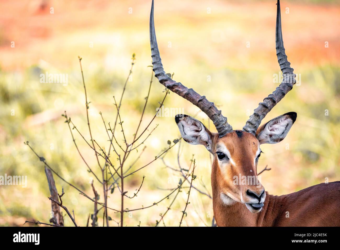Impala (aepyceros) melampus, nel bush del Parco Nazionale Tsavo, Kenya Foto Stock