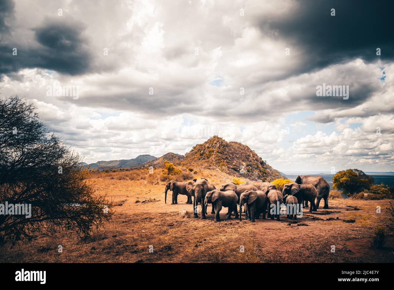 Elefanti africani (Loxodonta africana) mandria a pozzo, mammifero nel Parco Nazionale Est di Tsavo, Kenya, Africa Orientale Foto Stock