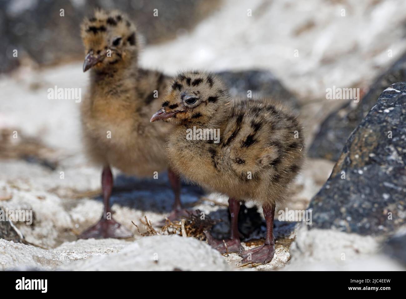 Gabbiani a testa nera (Larus ridibundus) pulcini, animali da bambino, Schleswig-Holstein, Germania Foto Stock