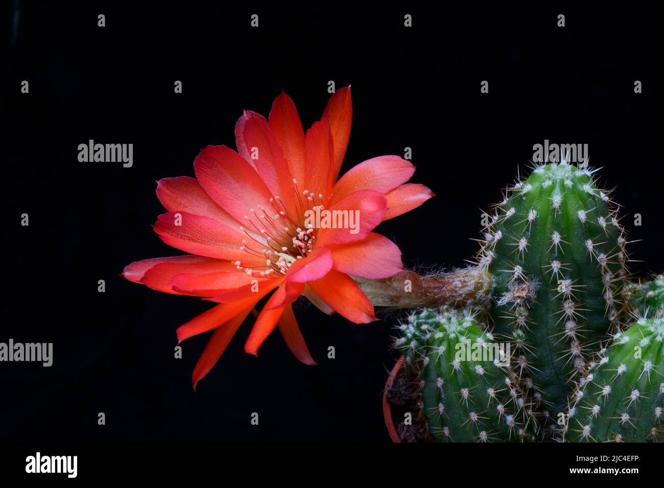 Cactus fiorito, fiore di cactus, bluhens di Mammilaria Foto Stock