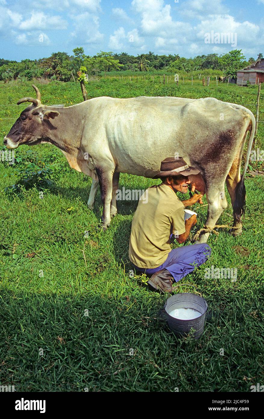 L'agricoltore caseario munga la sua mucca, Pinar del Rio, Cuba, Caraibi Foto Stock