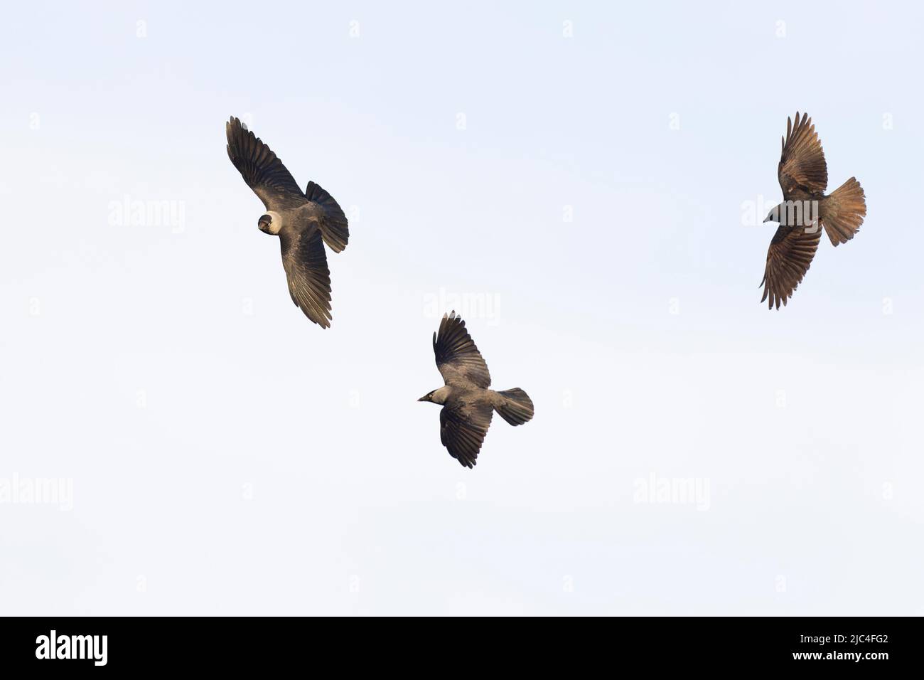 Uno sciacordino occidentale (Coloeus monidula) in volo sull'altezza degli occhi. Foto Stock